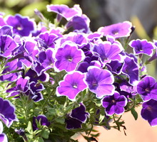 Petunia, surfinia petunia x hybrida (zdj.: iStock)