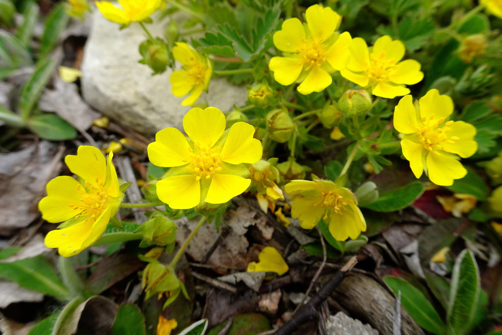Pięciornik Potentilla (zdj.: Adobe Stock)