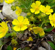 Pięciornik Potentilla (zdj.: Adobe Stock)