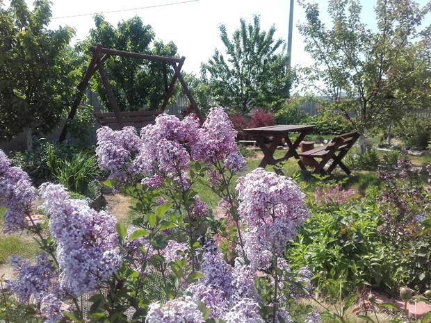 Piękny miniaturowy bez na tle huśtawki, stolika i ławeczki.
