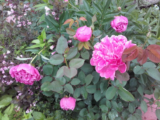 Piwonie, te to dopiero są uperfumowane. 