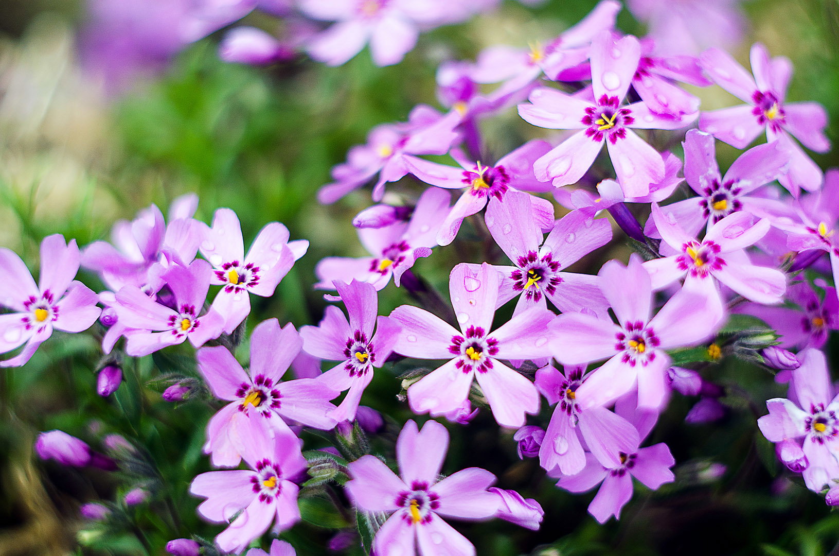 Płomyk szydlasty Phlox subulata (zdj.: Adobe Stock)