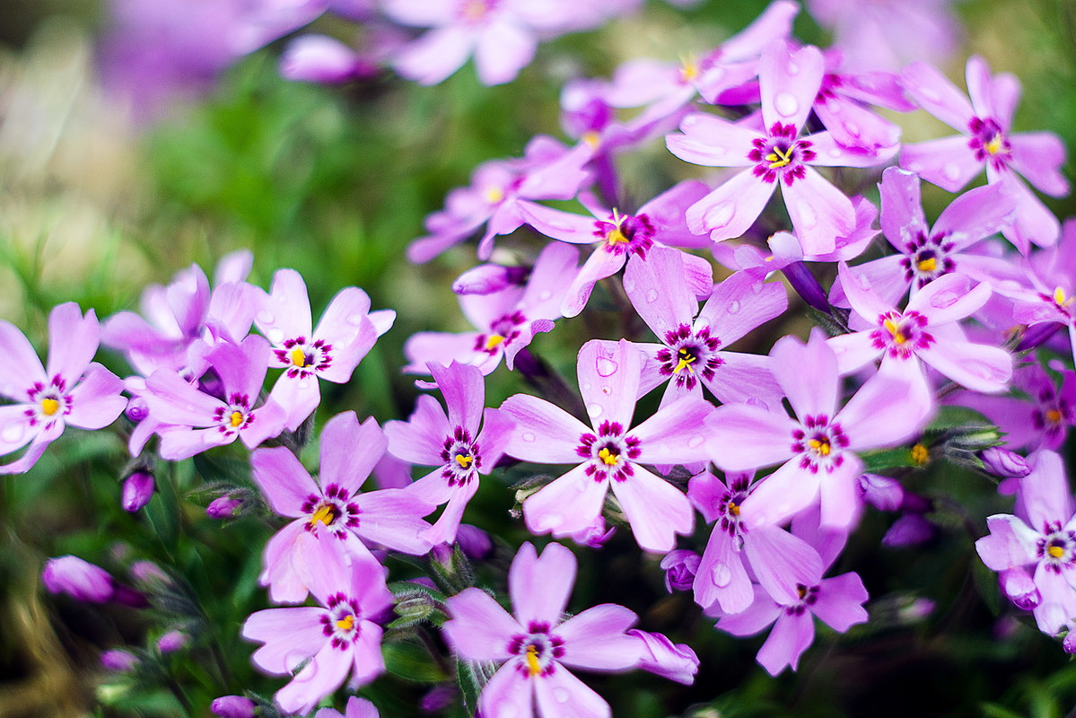 Płomyk szydlasty Phlox subulata (zdj.: Adobe Stock)