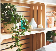 Pnącza doniczkowe odnajdują się w wielu stylach wystroju mieszkań. (zdj.: iStock)