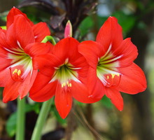 Po przekwitnięciu hipeastrum usuwamy wyłącznie obumarłe kwiaty i zaprzestajemy na jakiś czas wszelakic zabiegów. (zdj.: iStock)