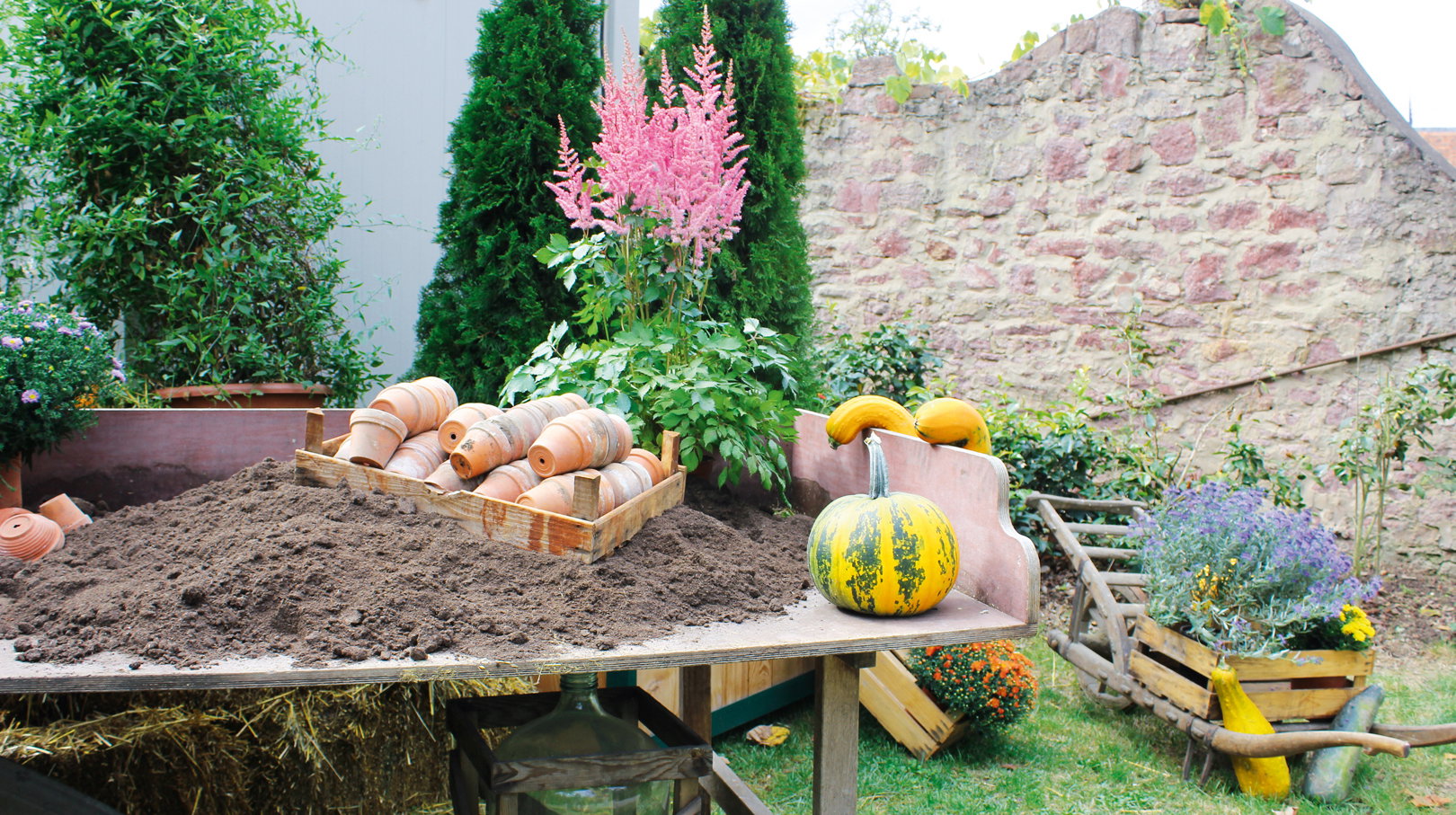 Podział bylin najlepiej wykonywać jest jesienią, gdy rośliny nie zawiązują pąków.  (zdj.: Fotolia.com)