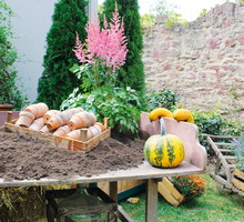 Podział bylin najlepiej wykonywać jest jesienią, gdy rośliny nie zawiązują pąków. (zdj.: Fotolia.com)