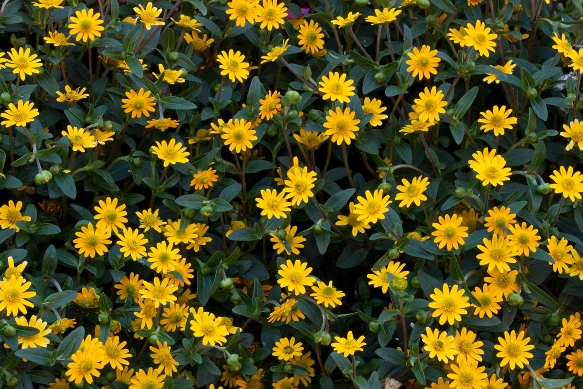 Polegnatka rozesłana Sanvitalia procumbens (zdj.: iStock)