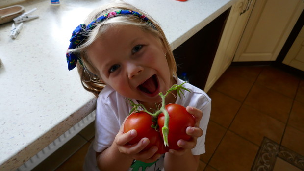 Pomidor "bawole serce" wychodowany z nasionka samodzielnie to dopiero duma