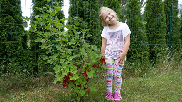 Porzeczka czerwona - ulubiony owoc Klaudii