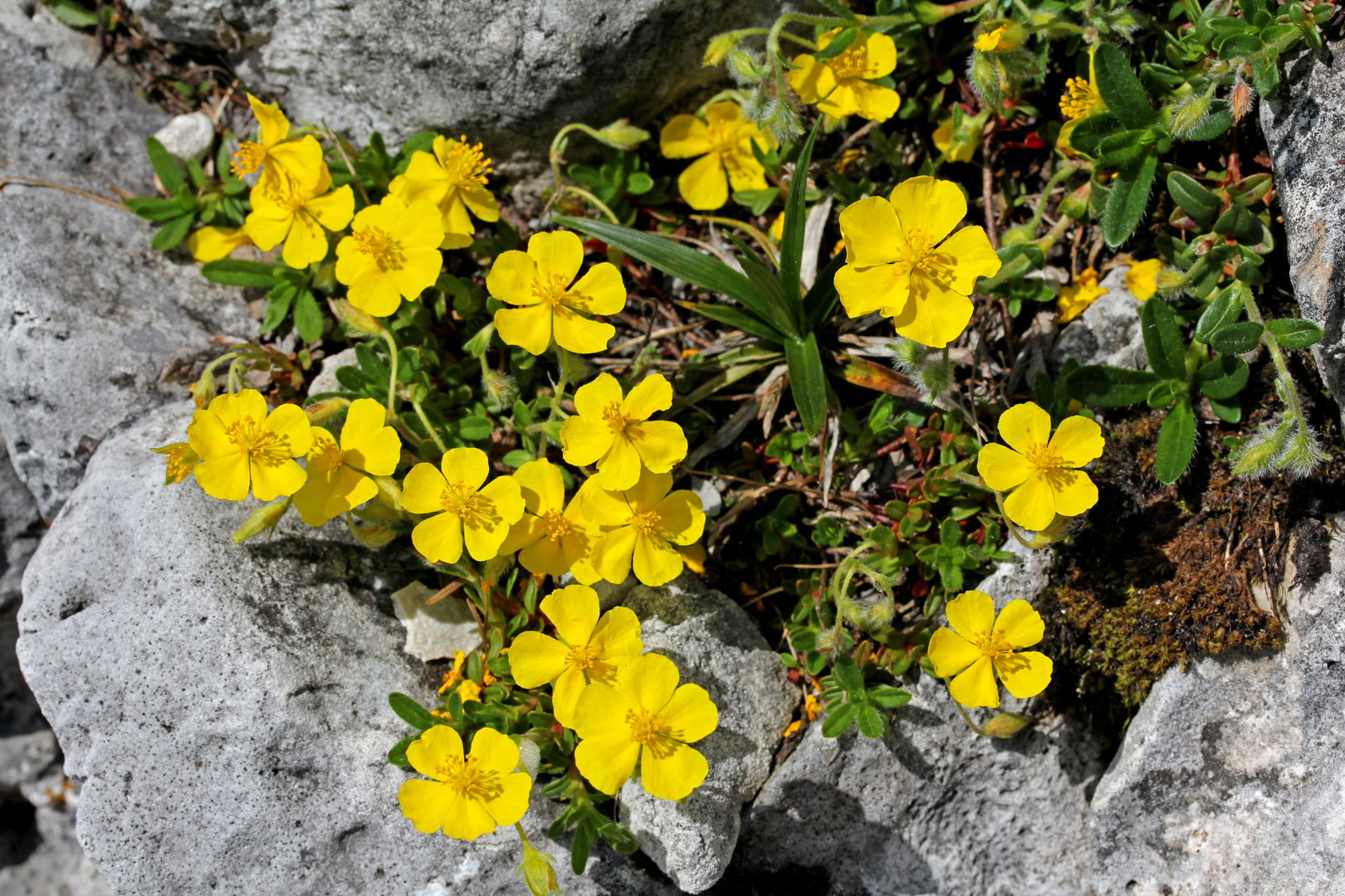 Posłonek Helianthemum (zdj.: Adobe Stock)