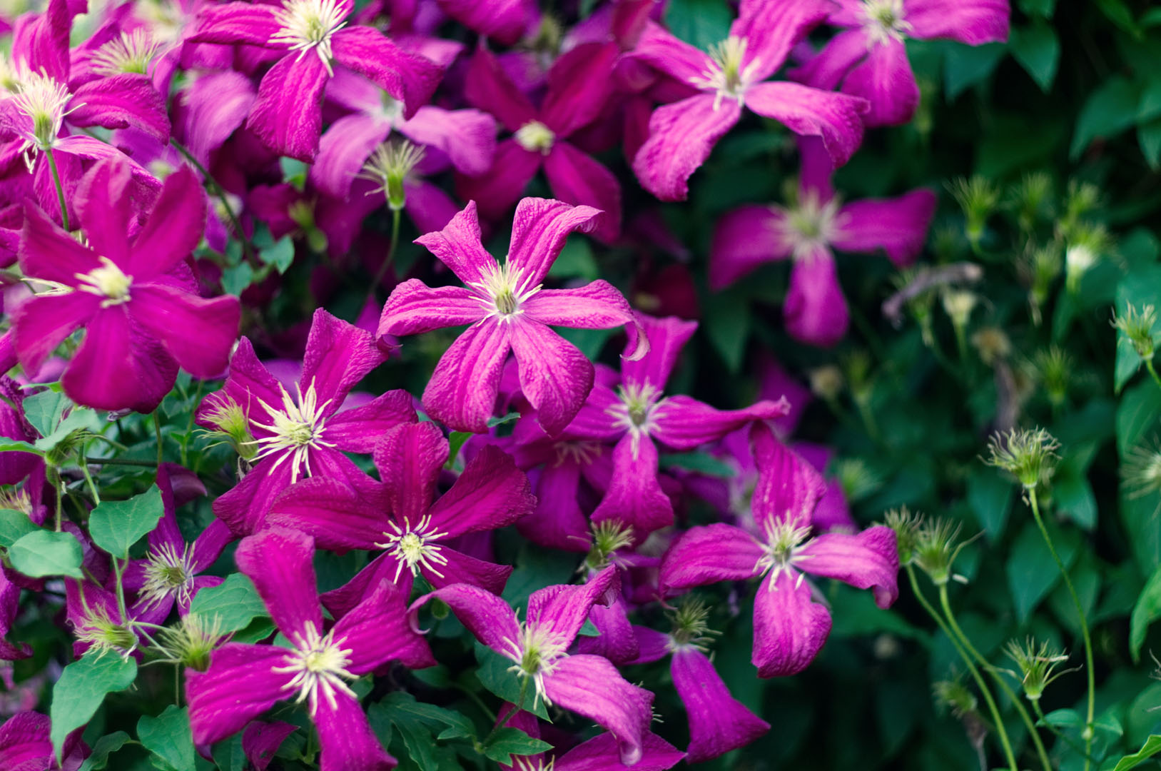 Powojnik Clematis (zdj.: iStock)