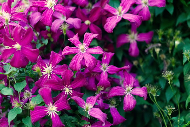 Powojnik Clematis (zdj.: iStock)
