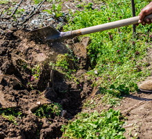 Proces wchłaniania wapnia przyśpieszy regularne przerzucanie gleby. (zdj.: iStock)