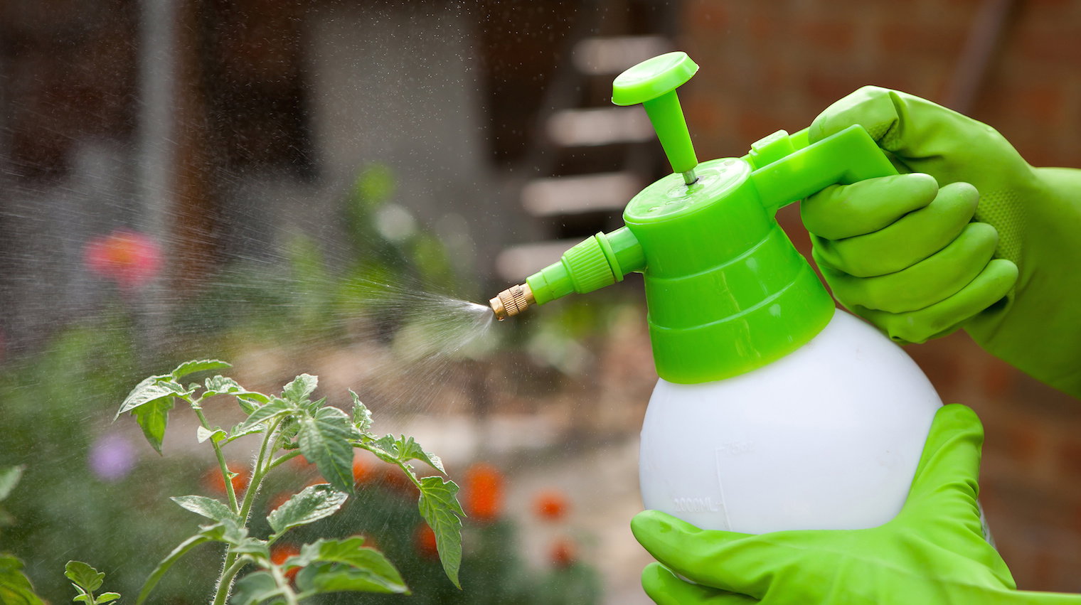 Prócz odpowiedniego stężenia preparatu, pamiętajmy o sprawdzeniu ile oprysku należy przeprowadzić na danej roślinie.  (zdj.: Adobe Stock)