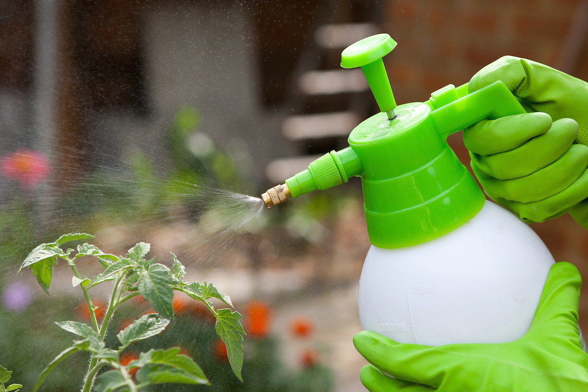 Prócz odpowiedniego stężenia preparatu, pamiętajmy o sprawdzeniu ile oprysku należy przeprowadzić na danej roślinie. (zdj.: Adobe Stock)