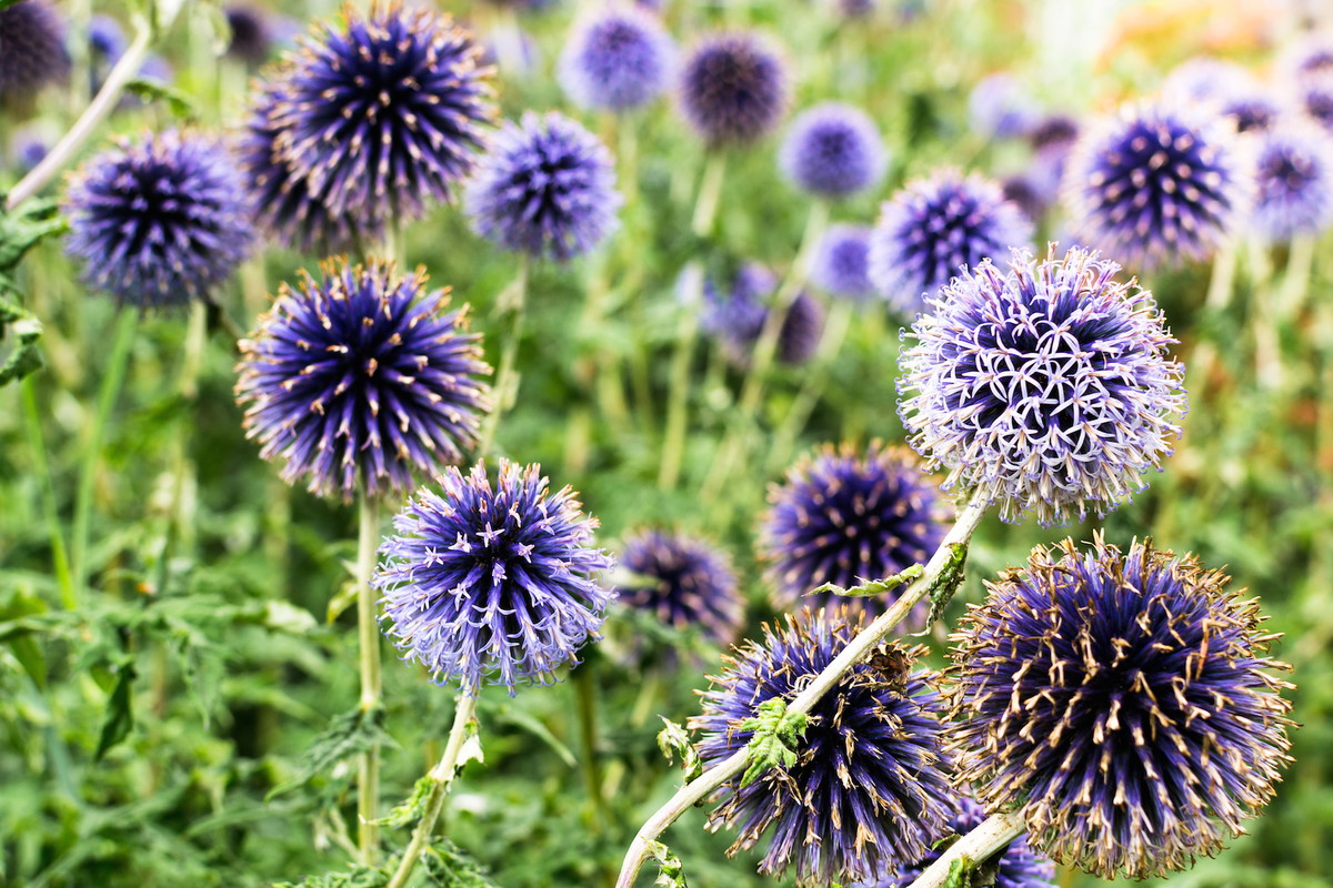 Przegorzan Echinops (zdj.: Adobe Stock)