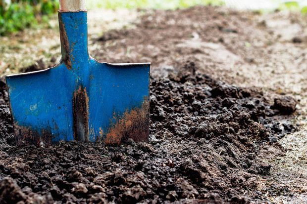 Przekopując glebę pod rabatę nie musimy być delikatni. Wbijając szpadel nawet na głębokość 30 centymetrów mamy gwarancję, że odpowiednio mocno wymieszamy glebę. (zdj.: Adobe Stock)