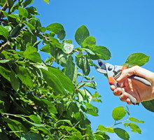 Prześwietlanie sprowadza się do wycięcia nadmiaru pędów w miejscach, gdzie jest ich za dużo oraz usuwania niepotrzebnych wilków. (zdj.: Adobe Stock)