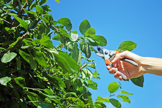Prześwietlanie sprowadza się do wycięcia nadmiaru pędów w miejscach, gdzie jest ich za dużo oraz usuwania niepotrzebnych wilków. (zdj.: Adobe Stock)