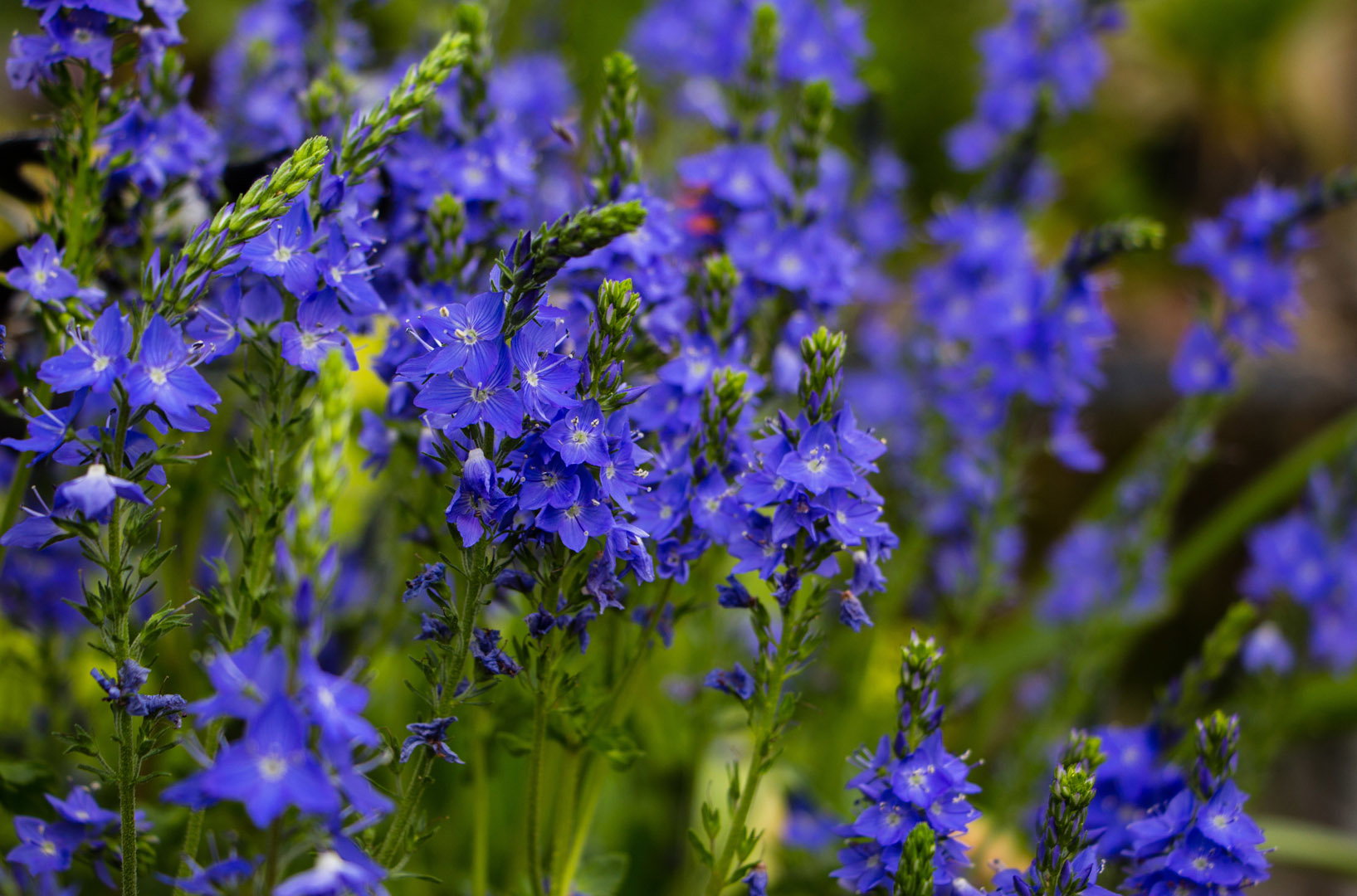 Przetacznik pagórkowy Veronica teucrium (zdj.: Adobe Stock)