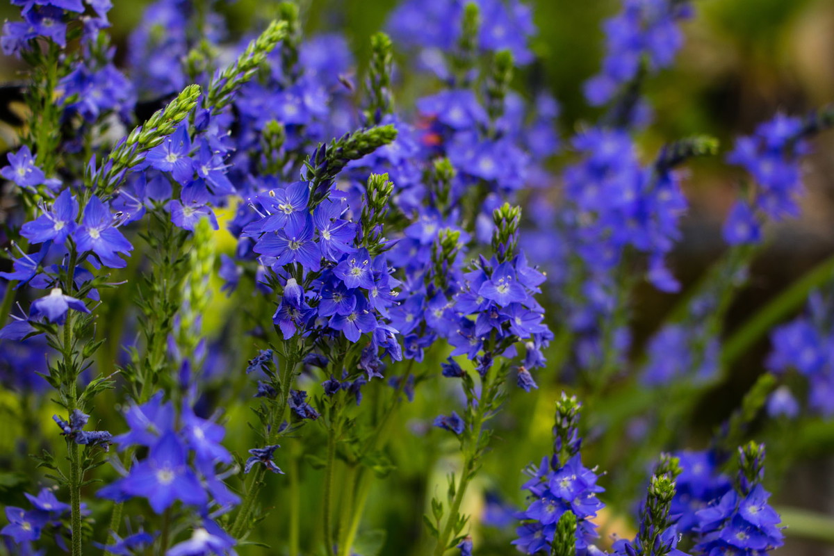 Przetacznik pagórkowy Veronica teucrium (zdj.: Adobe Stock)