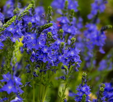 Przetacznik pagórkowy Veronica teucrium (zdj.: Adobe Stock)