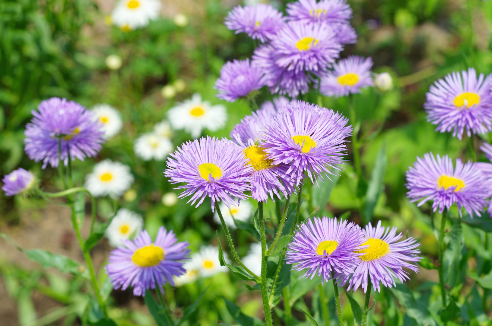 Przymiotno Erigeron (zdj.: Adobe Stock)