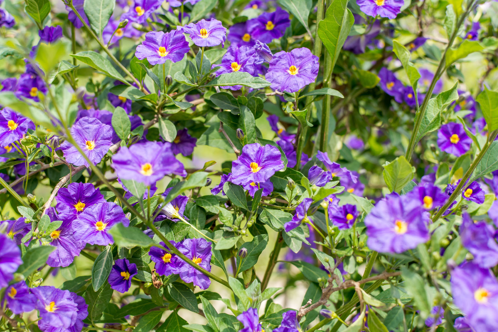 Psianka Rantonettiego Solanum rantonnetii (zdj.: Adobe Stock)