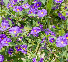 Psianka Rantonettiego Solanum rantonnetii (zdj.: Adobe Stock)