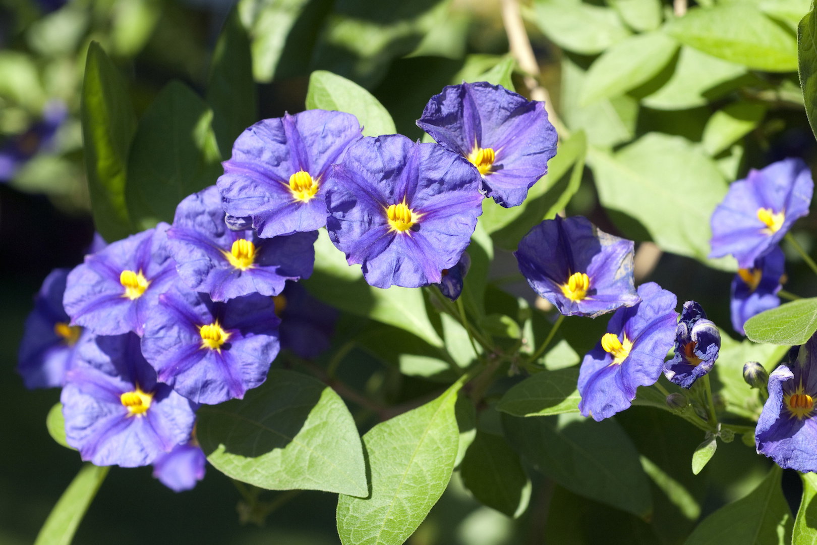 Psianka Solanum (zdj.: Adobe Stock)