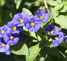 Psianka Solanum (zdj.: Adobe Stock)