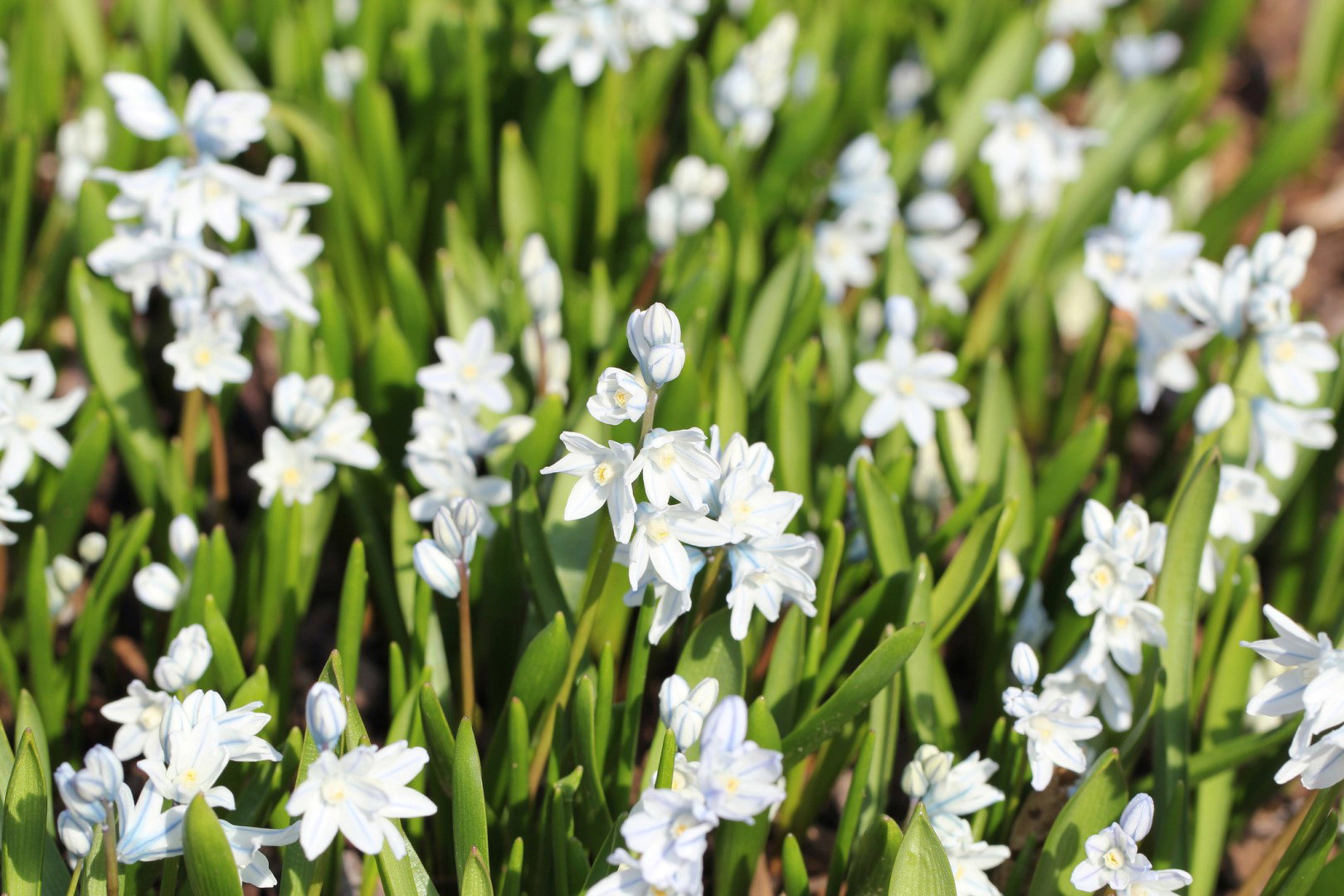 Puszkinia cebulicowata Puschkinia scilloides (zdj.: iStock)