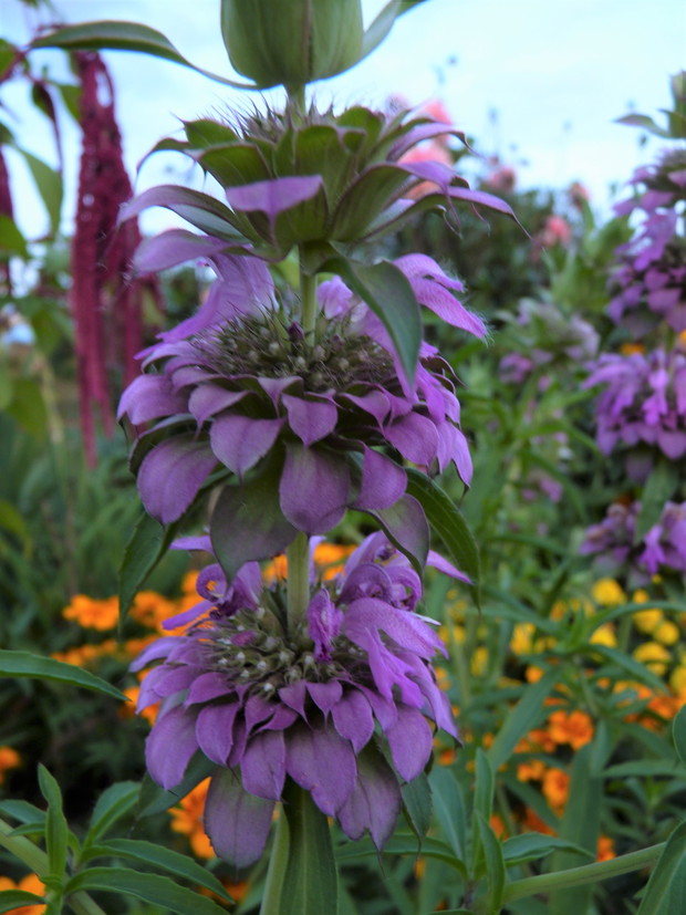 Pysznogłówka cytrynowa