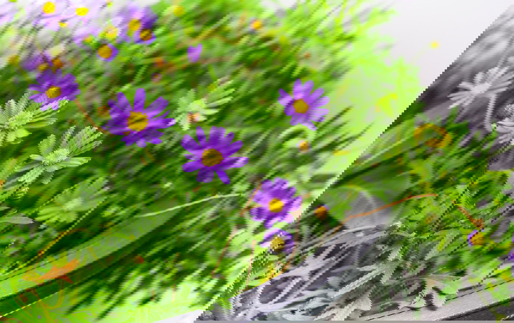 Rabatowe astry jesienne rozmnaża się niebywale łatwo dzięki miękkim kępą korzeni. Rośliny z odmiany nowobelgijskiej doskonale odnajdują się również w uprawie doniczkowej. (zdj.: iStock)