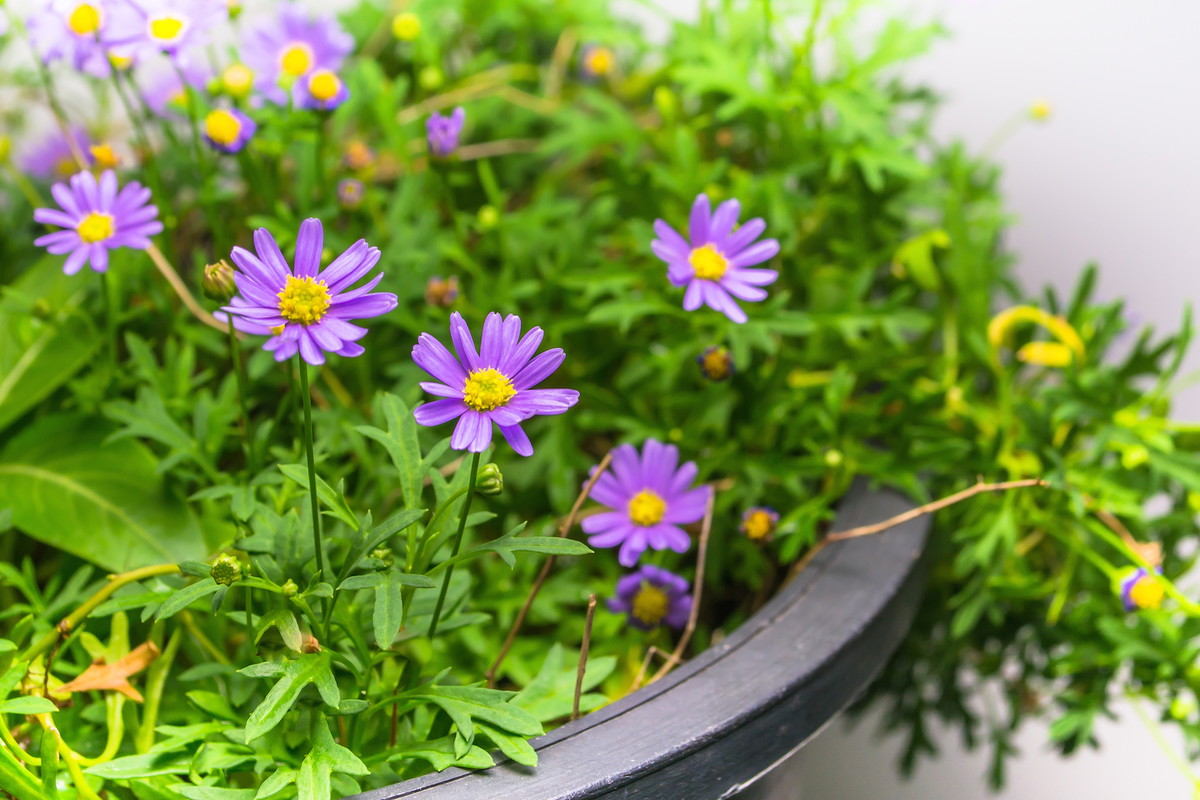 Rabatowe astry jesienne rozmnaża się niebywale łatwo dzięki miękkim kępą korzeni. Rośliny z odmiany nowobelgijskiej doskonale odnajdują się również w uprawie doniczkowej. (zdj.: iStock)