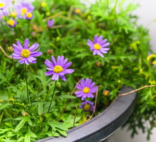 Rabatowe astry jesienne rozmnaża się niebywale łatwo dzięki miękkim kępą korzeni. Rośliny z odmiany nowobelgijskiej doskonale odnajdują się również w uprawie doniczkowej. (zdj.: iStock)