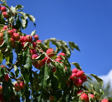 Rajskie jabłka pojawiają się na drzewach jesienią, miejmy to na uwadze planując prace przed końcem sezonu. (zdj.: Adobe Stock)