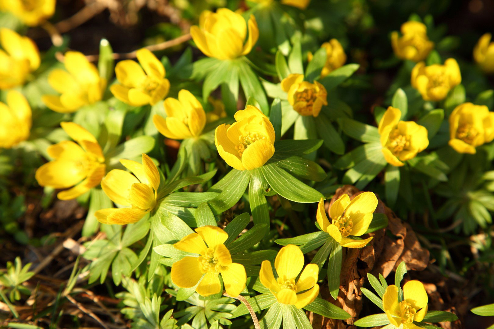 Rannik zimowy Eranthis hyemalis (zdj.: iStock)