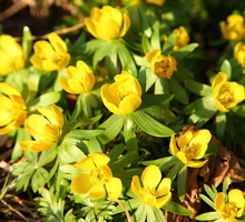 Rannik zimowy Eranthis hyemalis (zdj.: iStock)