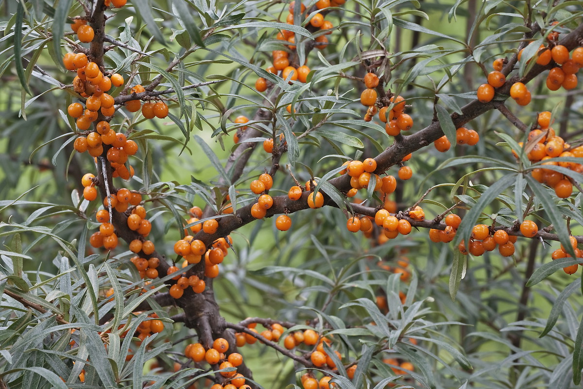 Rokitnik pospolity (hippophae rhamnoides) owocuje jesienią, na szczęście czasochłonne zbieranie drobnych owoców ułatwiają mrozy. (zdj.: Adobe Stock)