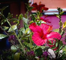 Róża chińska Hibiscus rosa sinensis (zdj.: Adobe Stock)