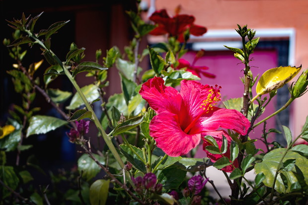 Róża chińska Hibiscus rosa sinensis (zdj.: Adobe Stock)