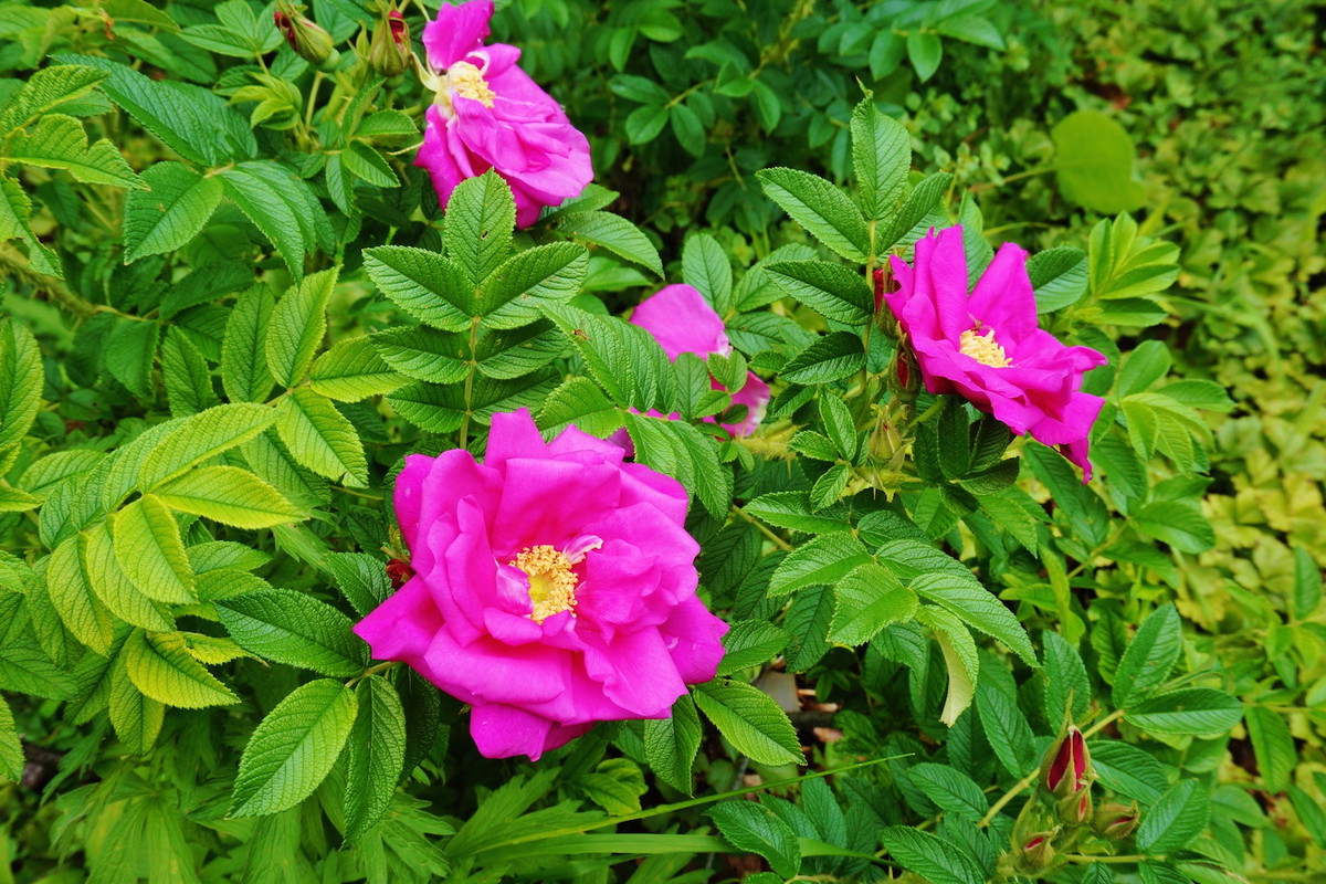 Róża pomarszczona (rosa rugosa) kwitnie praktycznie do pierwszych przymrozków, a sam krzew jest mrozoodporny. (zdj.: Adobe Stock)