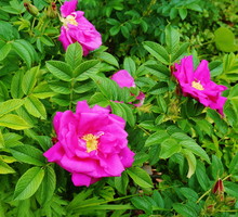 Róża pomarszczona (rosa rugosa) kwitnie praktycznie do pierwszych przymrozków, a sam krzew jest mrozoodporny. (zdj.: Adobe Stock)