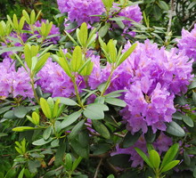 Różanecznik Rhododendron (zdj.: Adobe Stock)