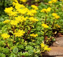Rozchodnik kwiecisty Sedum floriferum (zdj.: Adobe Stock)