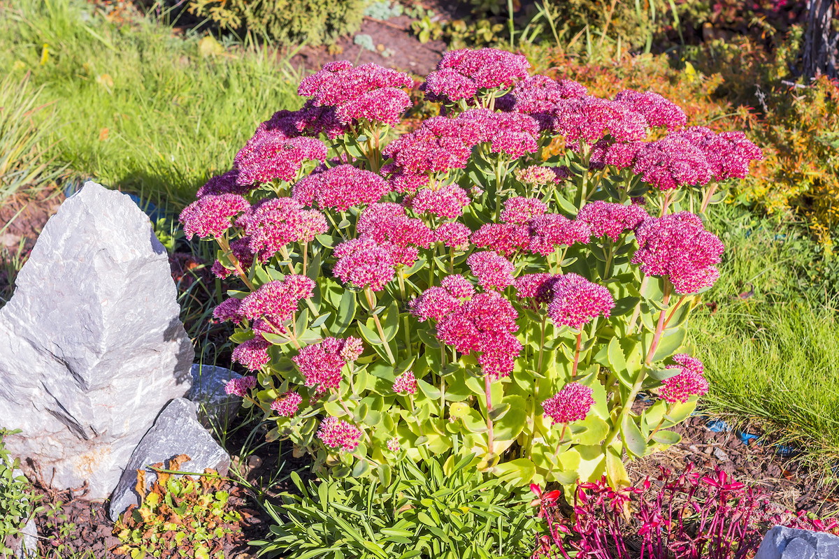 Rozchodnik Sedum (zdj.: Adobe Stock)