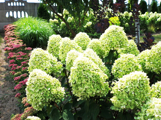 Rozchodniki i hortensje