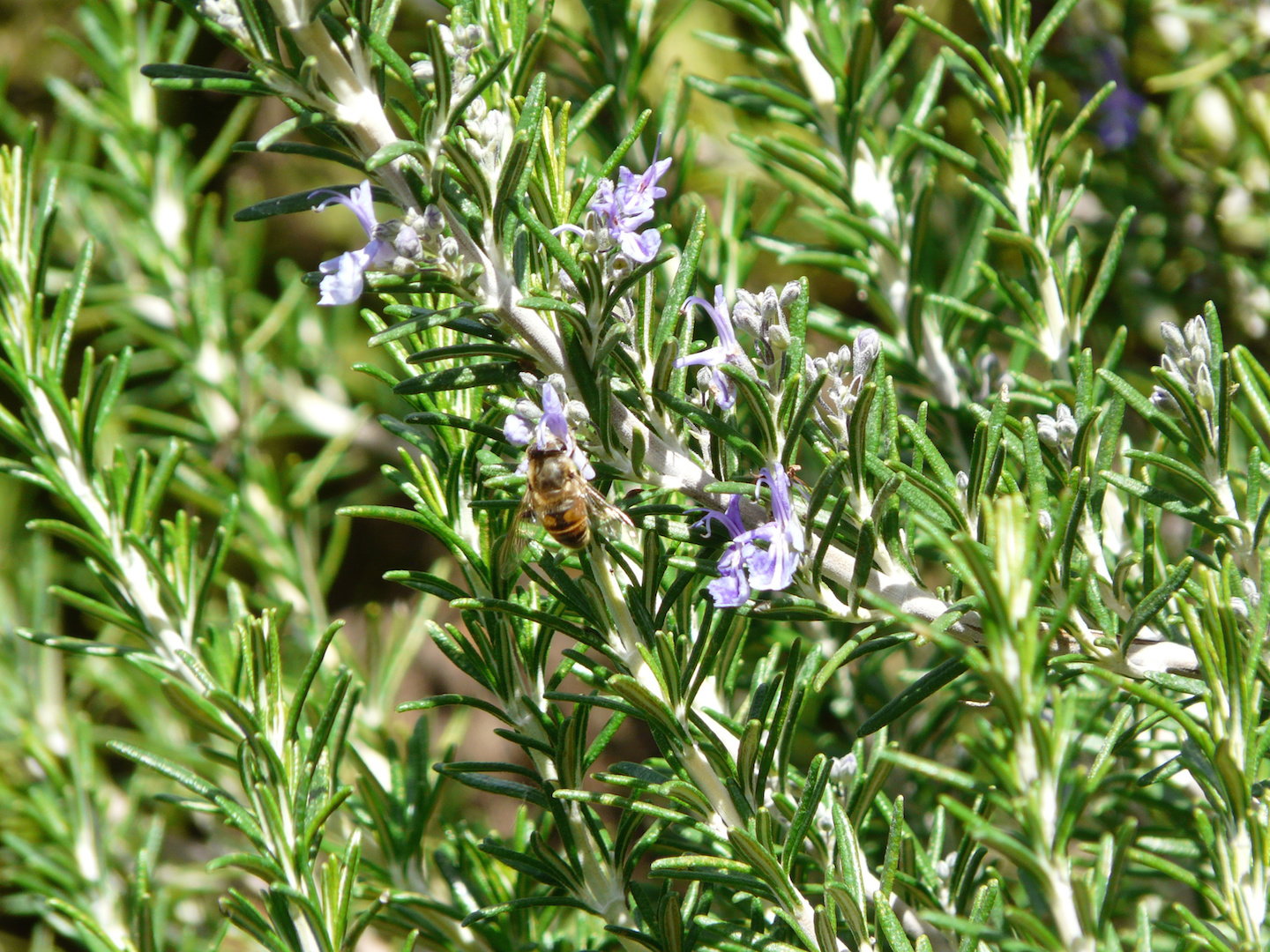 Rozmaryn lekarski Rosmarinus officinalis (zdj.: Adobe Stock)